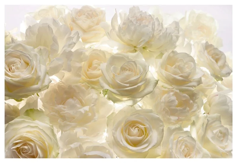 WALL MURAL XXL4-007 WHITE ROSES