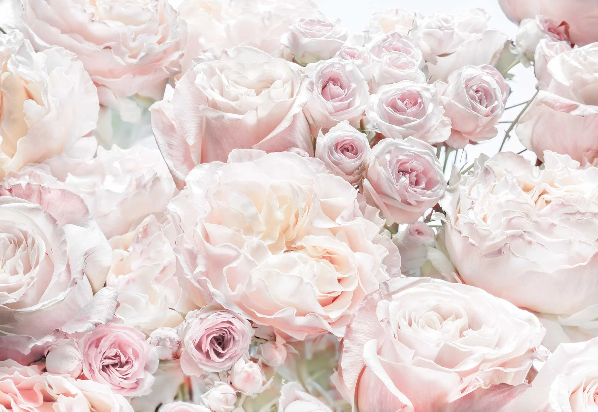 TAPETES FOTO 8-976 368X254CM SPRINGROSES
